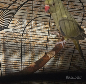 Parrocchetto dal collare femmina