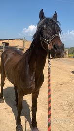 Cavallo per maneggio