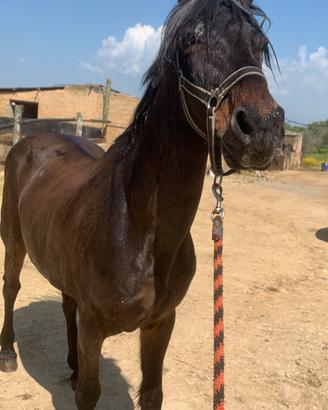 Cavallo per maneggio