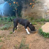 American Staffordshire Terrier