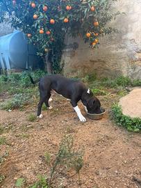 American Staffordshire Terrier