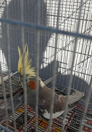 Pappagalli calopsite