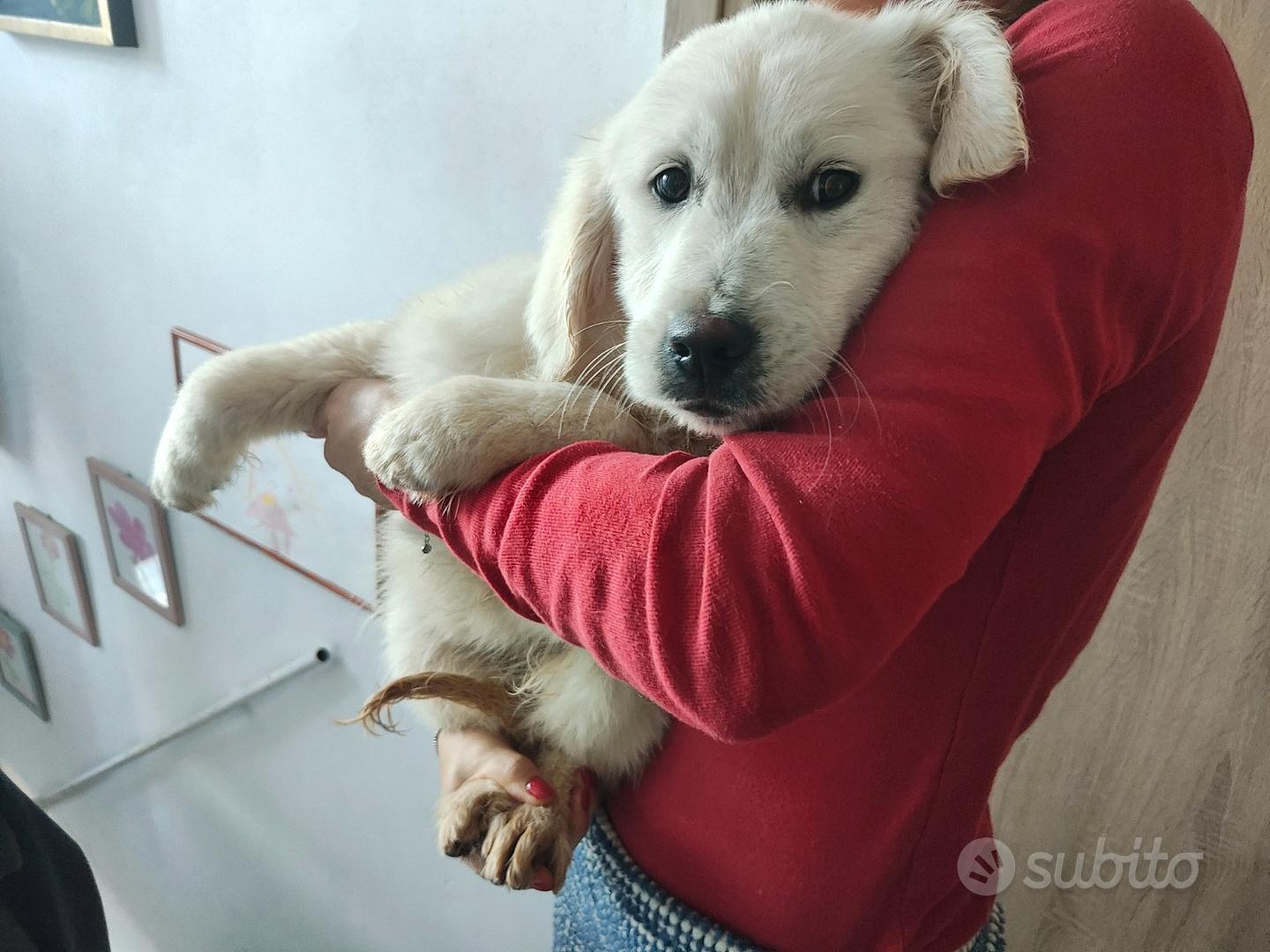 Cuccioli di Golden Retriever, SVG, PNG, vettore, simpatici cani adorabili, animali domestici, pacchetto di design attivo - Italia