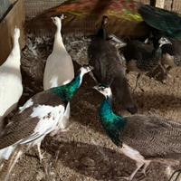 Pavoni maschi : comuni- bianchi e arlecchino-