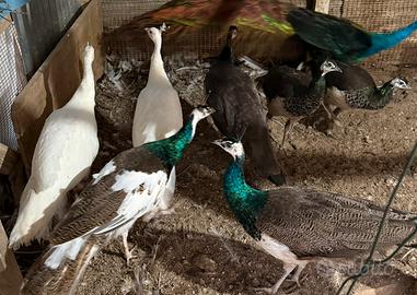 Pavoni maschi : comuni- bianchi e arlecchino-