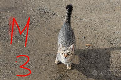 Gattini una femminuccia sterilizzata 3 maschietti