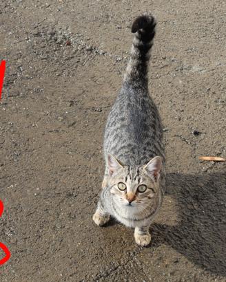 Gattini una femminuccia sterilizzata 3 maschietti