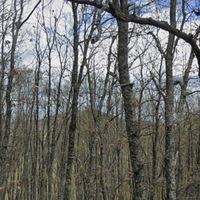 Terreno boscoCelastrano e castagneto Incavallicata