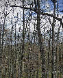 Terreno boscoCelastrano e castagneto Incavallicata