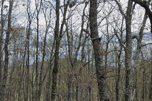 Terreno boscoCelastrano e castagneto Incavallicata