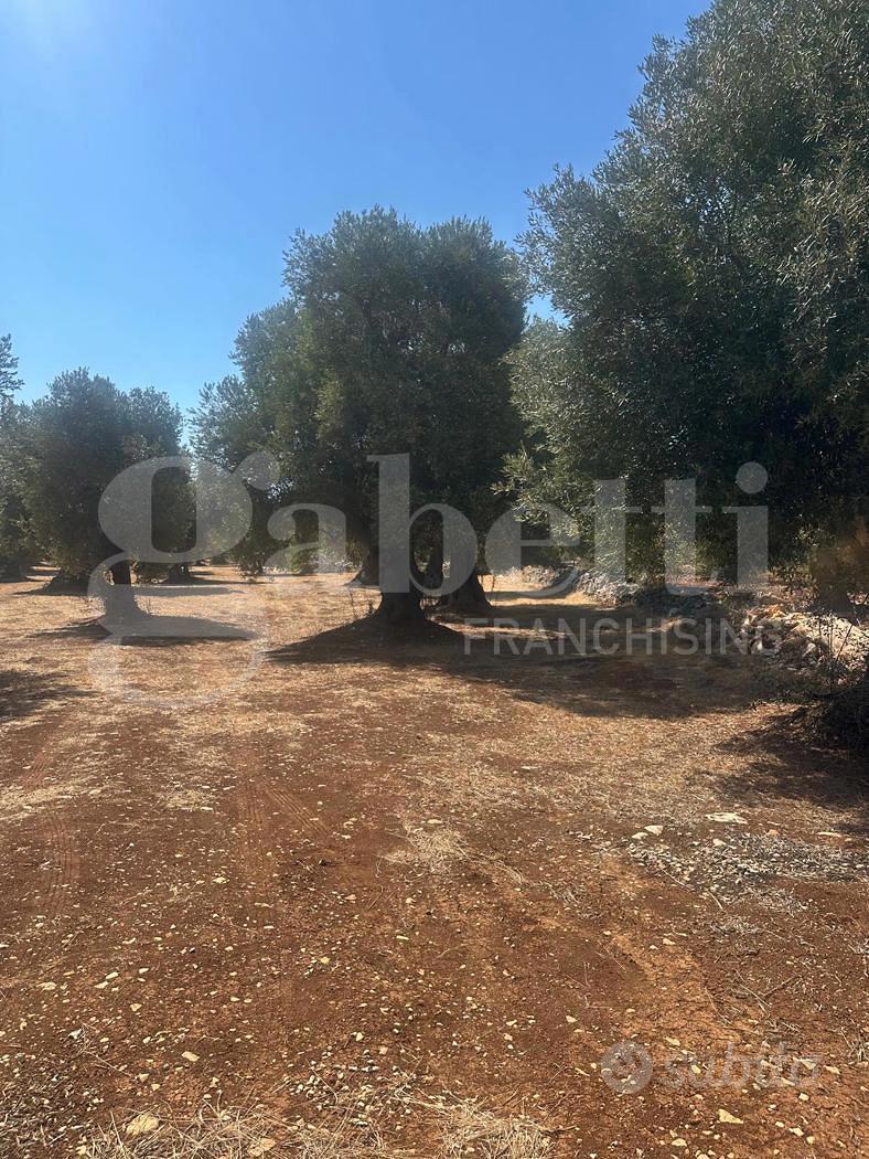 Terreno Agricolo Ostuni [Cod. rif 3257534VCG] - Vista 6
