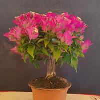 BONSAI DI BOUGAINVILLEA