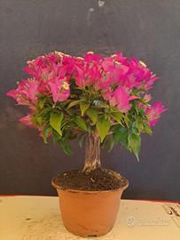 BONSAI DI BOUGAINVILLEA