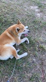 Akita Inu di 6 anni in adozione