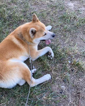 Akita Inu di 6 anni in adozione