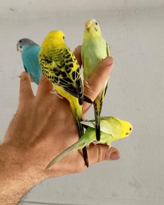 Pappagallo cocorita