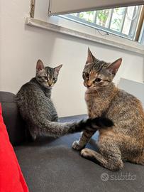 Gatti cuccioli tigrati