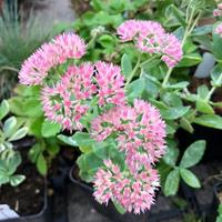 SEDUM SPECTABLE