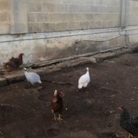 Galline faraone coppia
