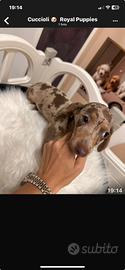 Cuccioli bassotti disponibili promo M e F