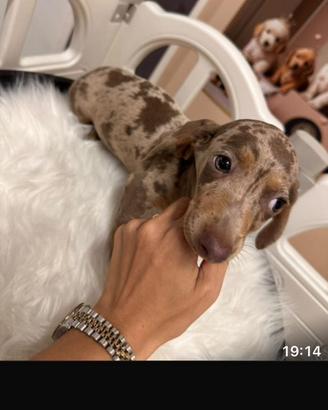 Cuccioli bassotti disponibili promo M e F