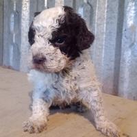 Cuccioli di Lagotto Romagnolo