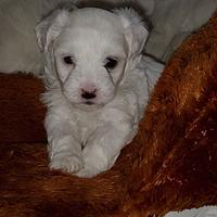 Cuccioli di Maltese