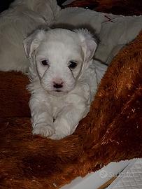 Cuccioli di Maltese