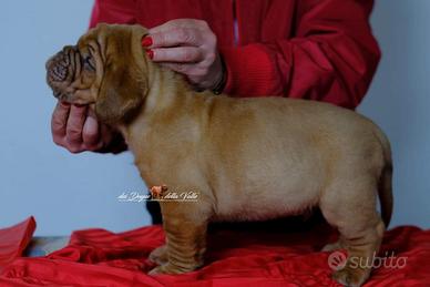 Dogue de bordeaux allevamento riconosciuto Enci