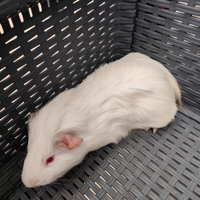 Cavia Porcellino d india maschio