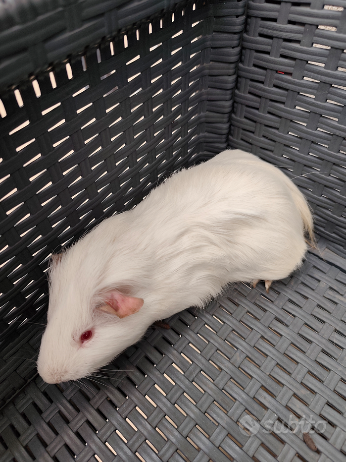 Sottobicchiere Quadrato Con Porcellino D'India In Bianco E Nero, Regalo Simpatico Per Pet Lover