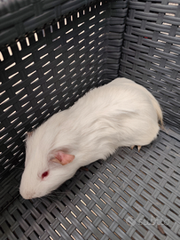 Cavia Porcellino d india maschio