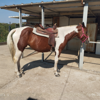 Cavallo
