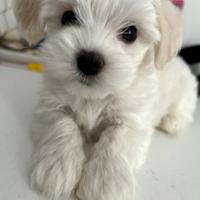 Maltese