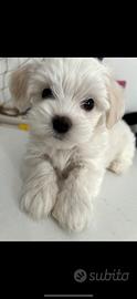 Maltese