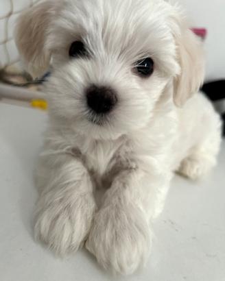 Maltese