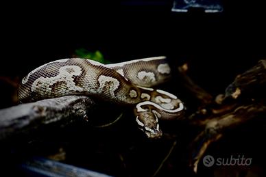 Phyton Regius