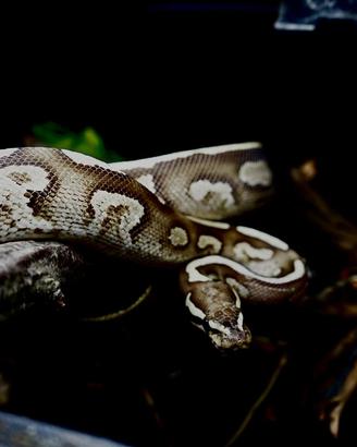 Phyton Regius