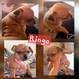 Cuccioli pinscher