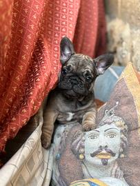 Bulldog francese