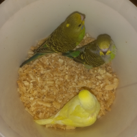 Pulli di pappagalli cocoriti