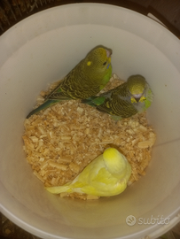 Pulli di pappagalli cocoriti