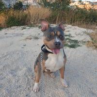 Pitbull UKC disponibile per monta