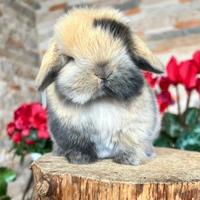 Mini Lop Ariete Nano