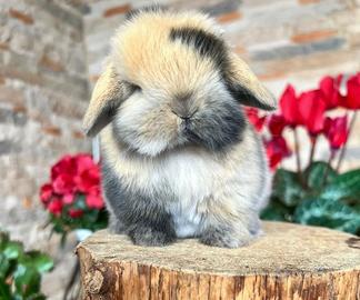 Mini Lop Ariete Nano