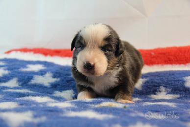 Pastore australiano- Australian Shepherd