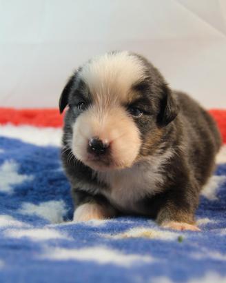 Pastore australiano- Australian Shepherd