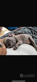 Bulldog francese blu occhi azzurri