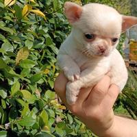 Chihuahua femmina toyy