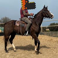 Paint horse 2021